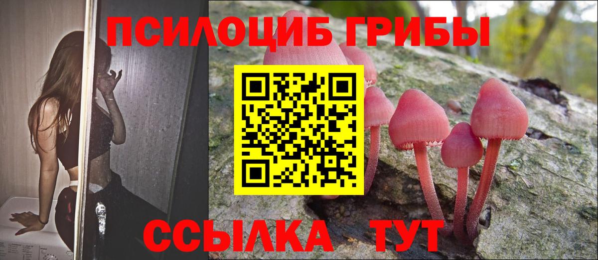 Галлюциногенные грибы Psilocybe Северск